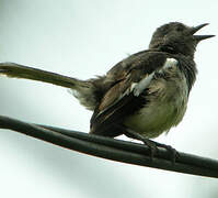 Oriental Magpie-Robin