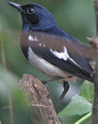 Oriental Magpie-Robin