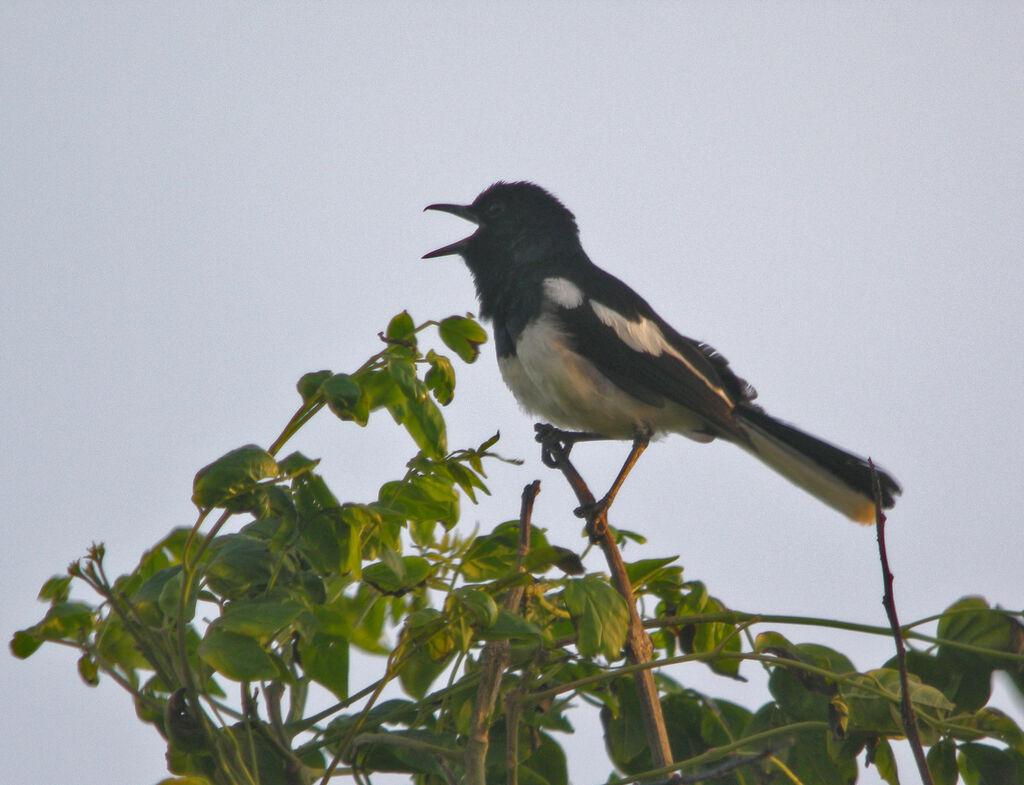 Oriental Magpie-Robin