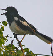 Oriental Magpie-Robin