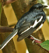 Oriental Magpie-Robin