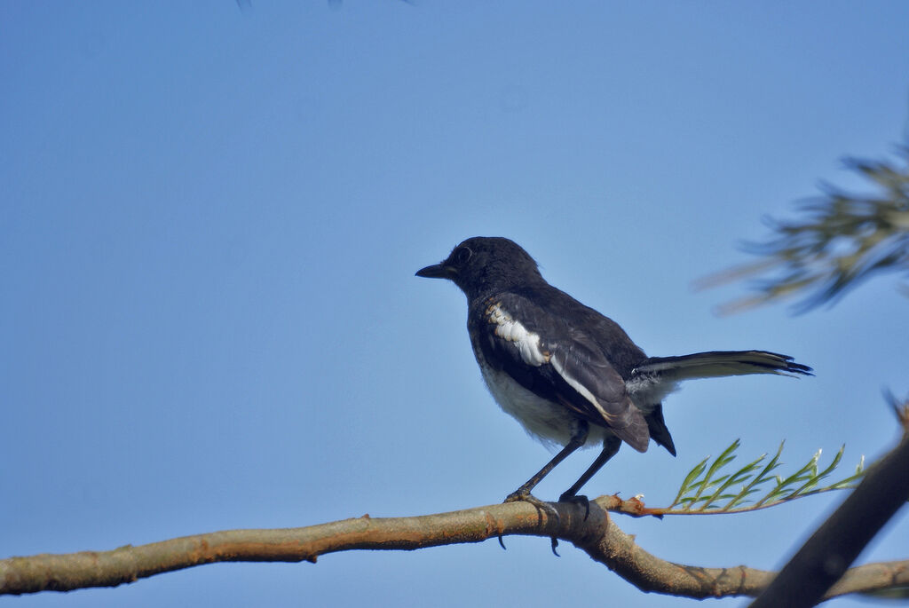 Oriental Magpie-Robin