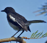 Oriental Magpie-Robin