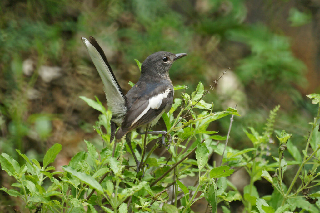 Oriental Magpie-Robin, identification