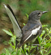 Oriental Magpie-Robin