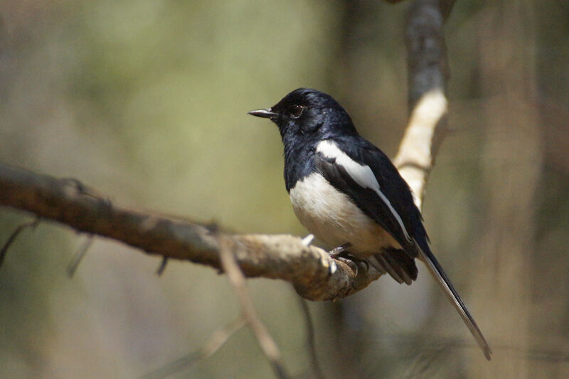 Madagascar Magpie-Robin male