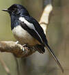 Shama de Madagascar