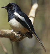 Madagascar Magpie-Robin