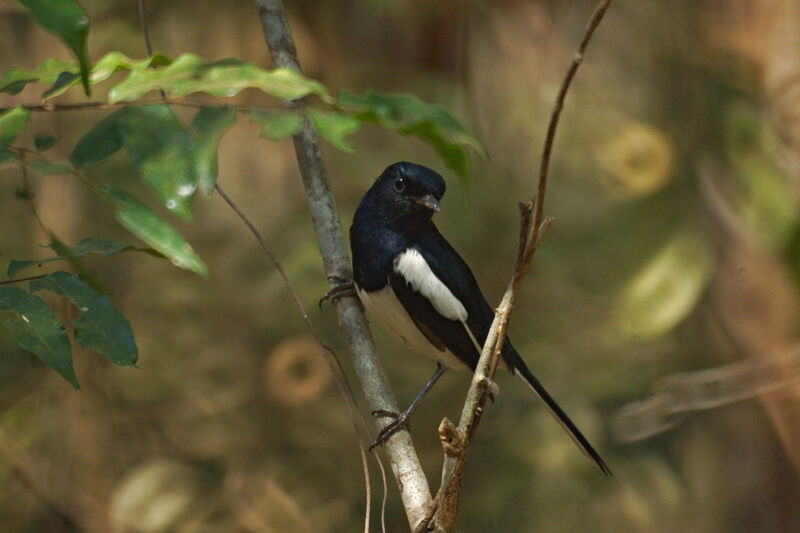 Madagascar Magpie-Robin male