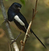 Madagascan Magpie-Robin