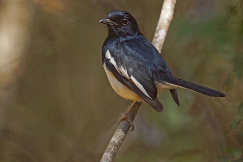 Madagascar Magpie-Robin male