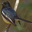 Shama de Madagascar