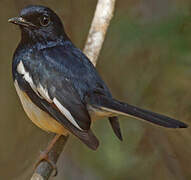 Madagascan Magpie-Robin