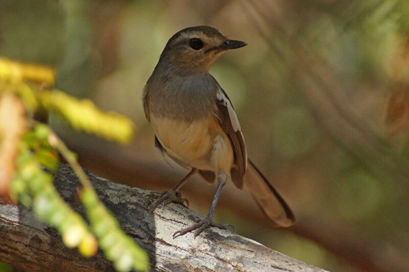 Madagascan Magpie-Robin female