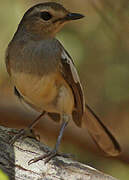 Madagascan Magpie-Robin