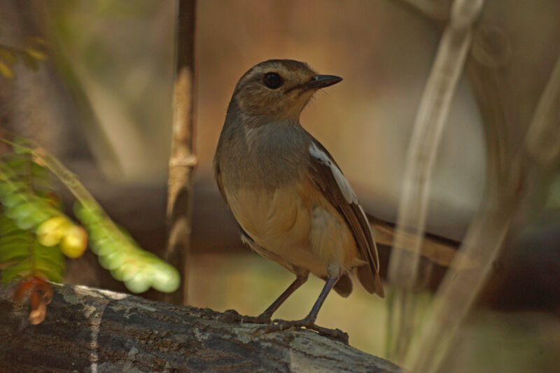 Shama de Madagascar