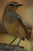 Madagascan Magpie-Robin