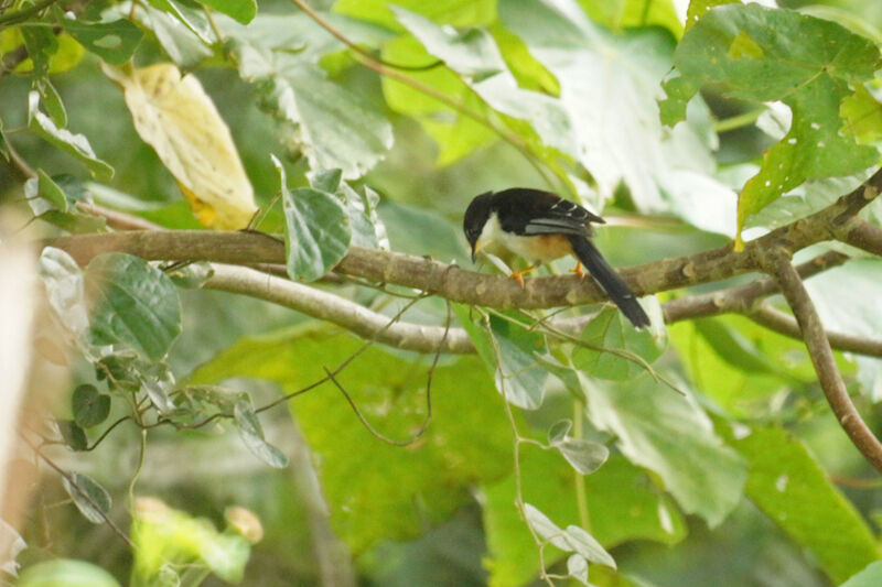 Rufous-backed Sibia