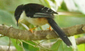 Rufous-backed Sibia