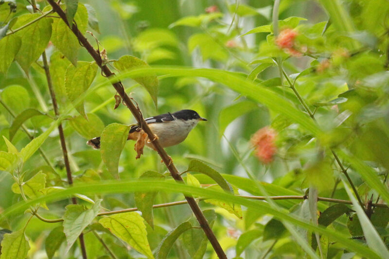 Sibia à dos marron