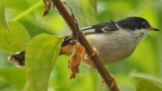 Rufous-backed Sibia