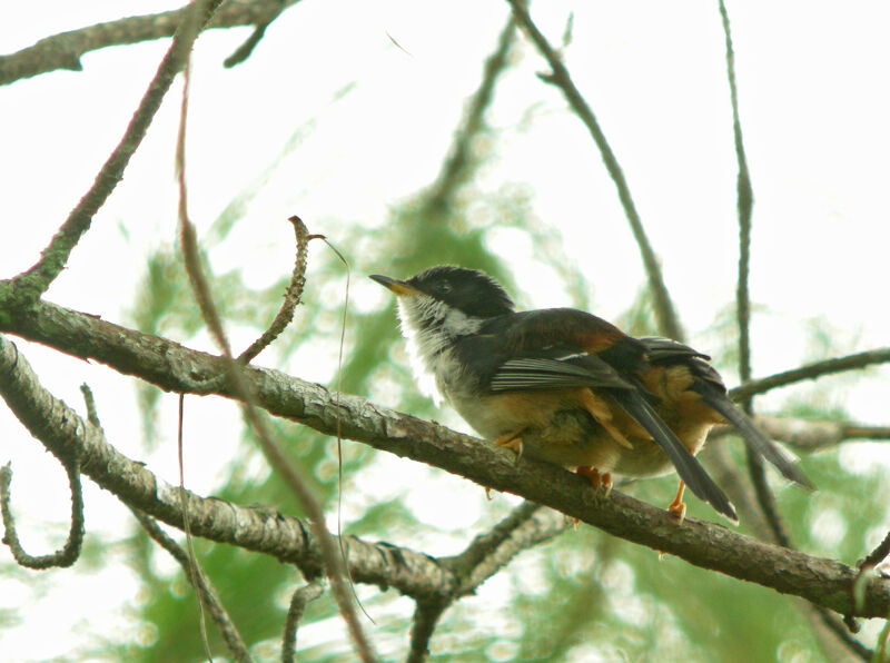 Sibia à dos marron