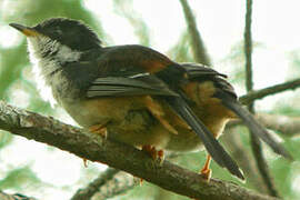 Rufous-backed Sibia