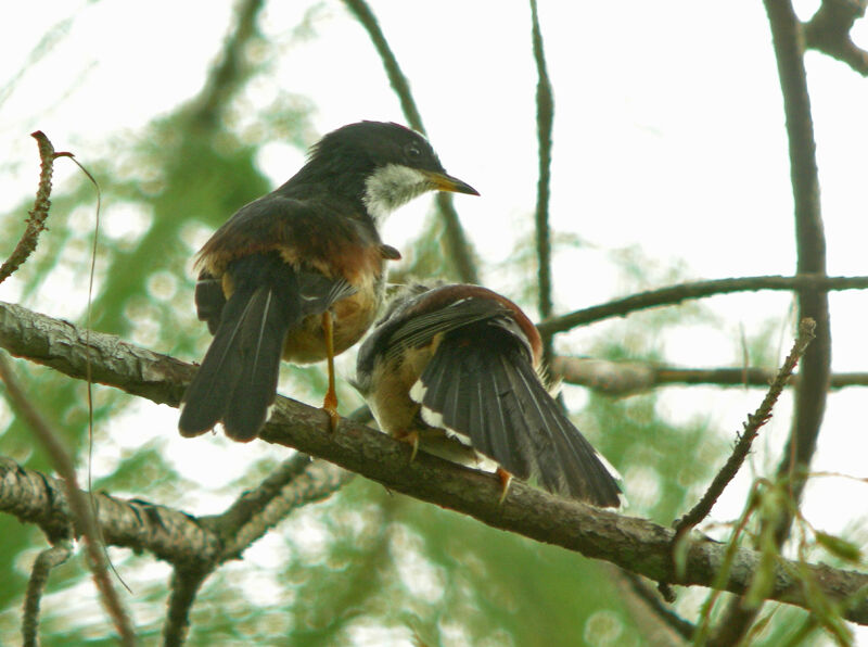 Sibia à dos marron