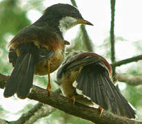 Rufous-backed Sibia