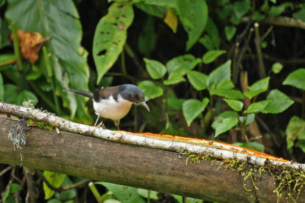 Dark-backed Sibia