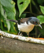 Dark-backed Sibia