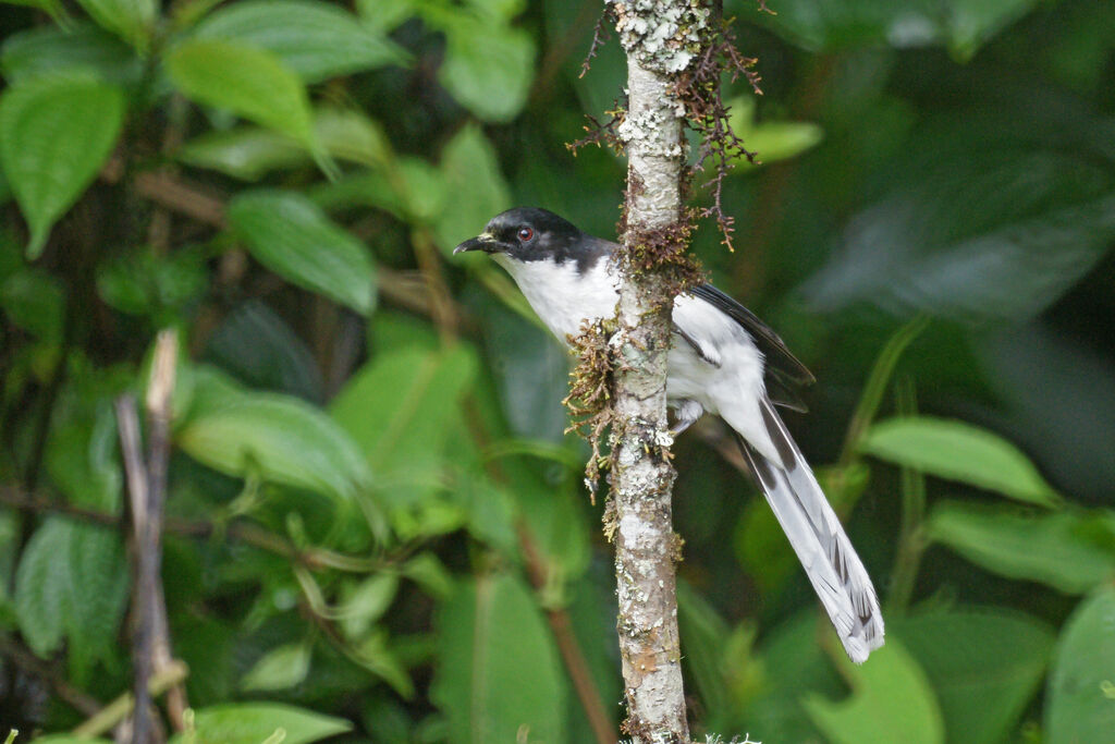 Dark-backed Sibia