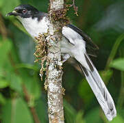 Dark-backed Sibia