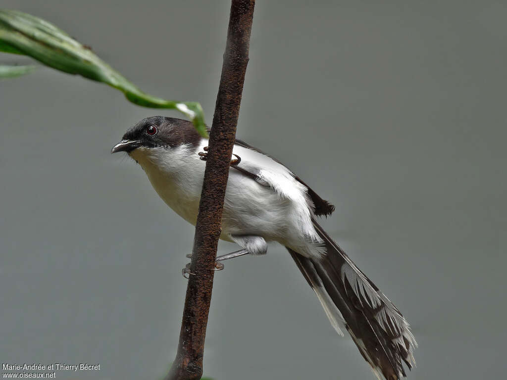 Dark-backed Sibiaadult, aspect