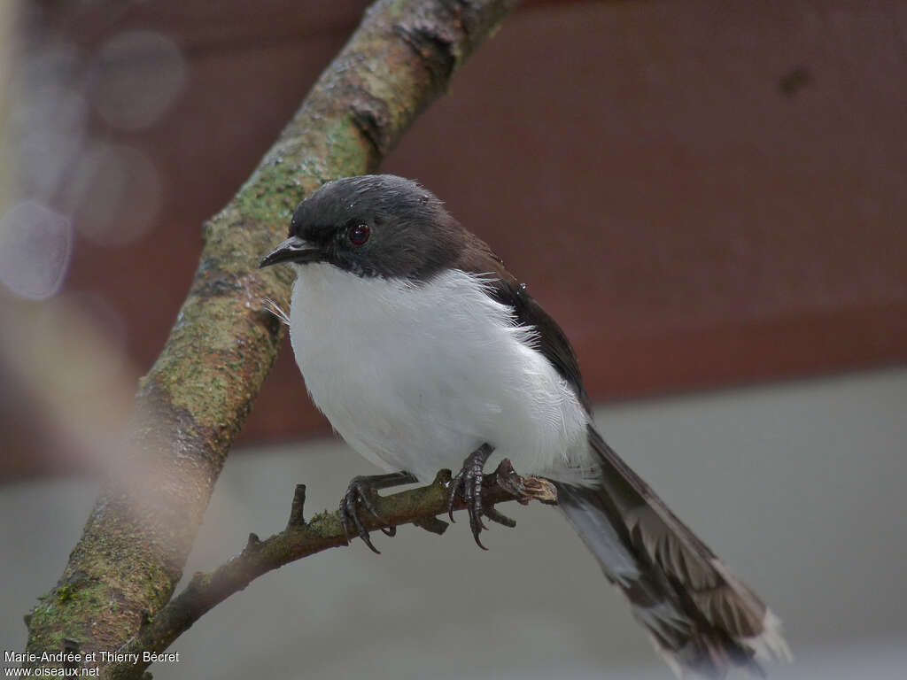 Dark-backed Sibiaadult