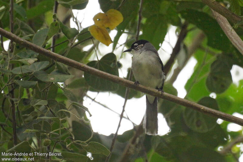 Sibia de Desgodinsadulte, identification