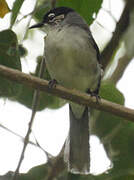 Black-headed Sibia