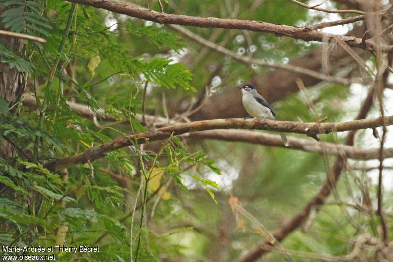 Sibia de Desgodinsadulte, identification