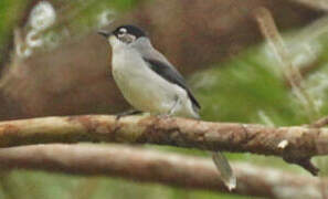 Black-headed Sibia