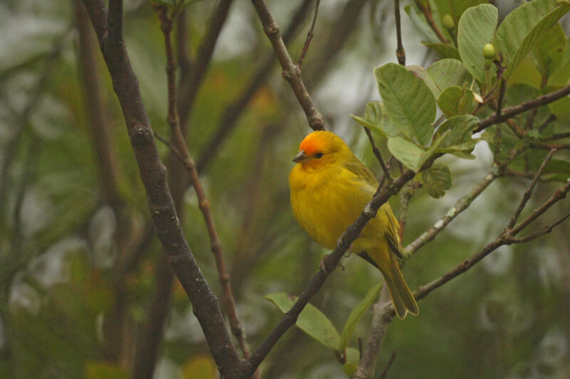 Saffron Finch male