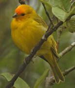 Saffron Finch