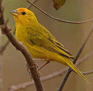 Saffron Finch