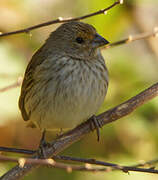 Saffron Finch