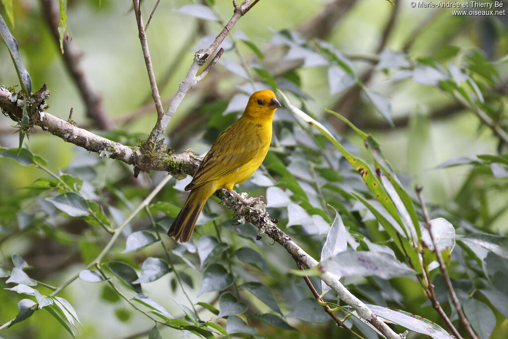 Saffron Finch