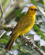 Saffron Finch