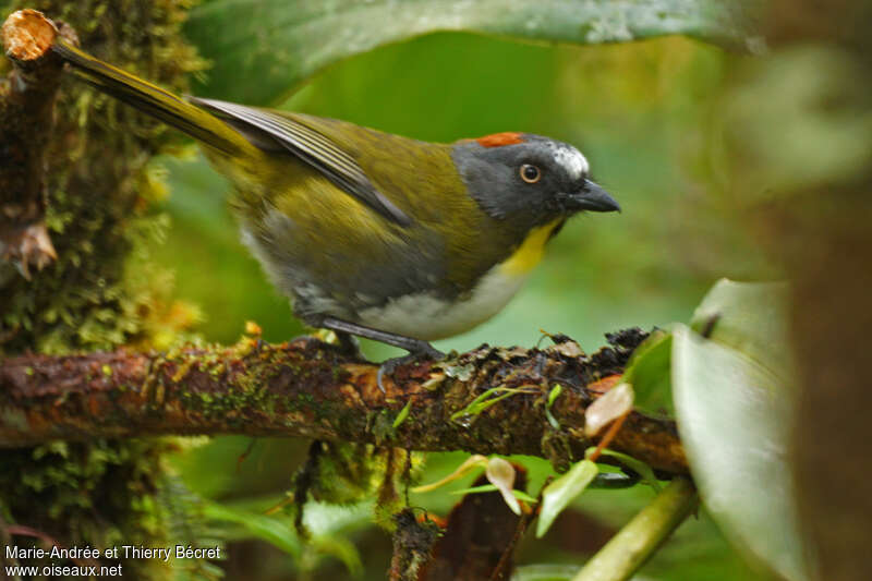 Rufous-naped Bellbirdadult, identification