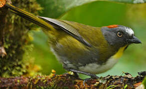 Rufous-naped Bellbird