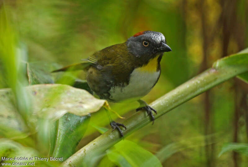 Rufous-naped Bellbirdadult, identification