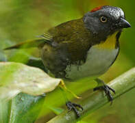 Rufous-naped Bellbird