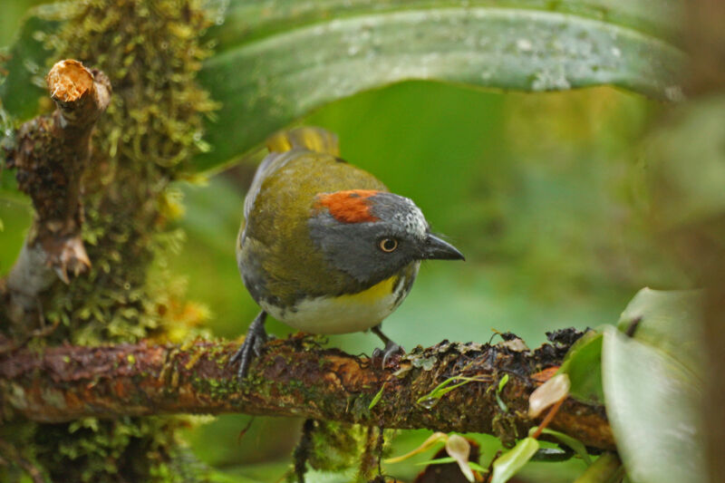 Rufous-naped Bellbird